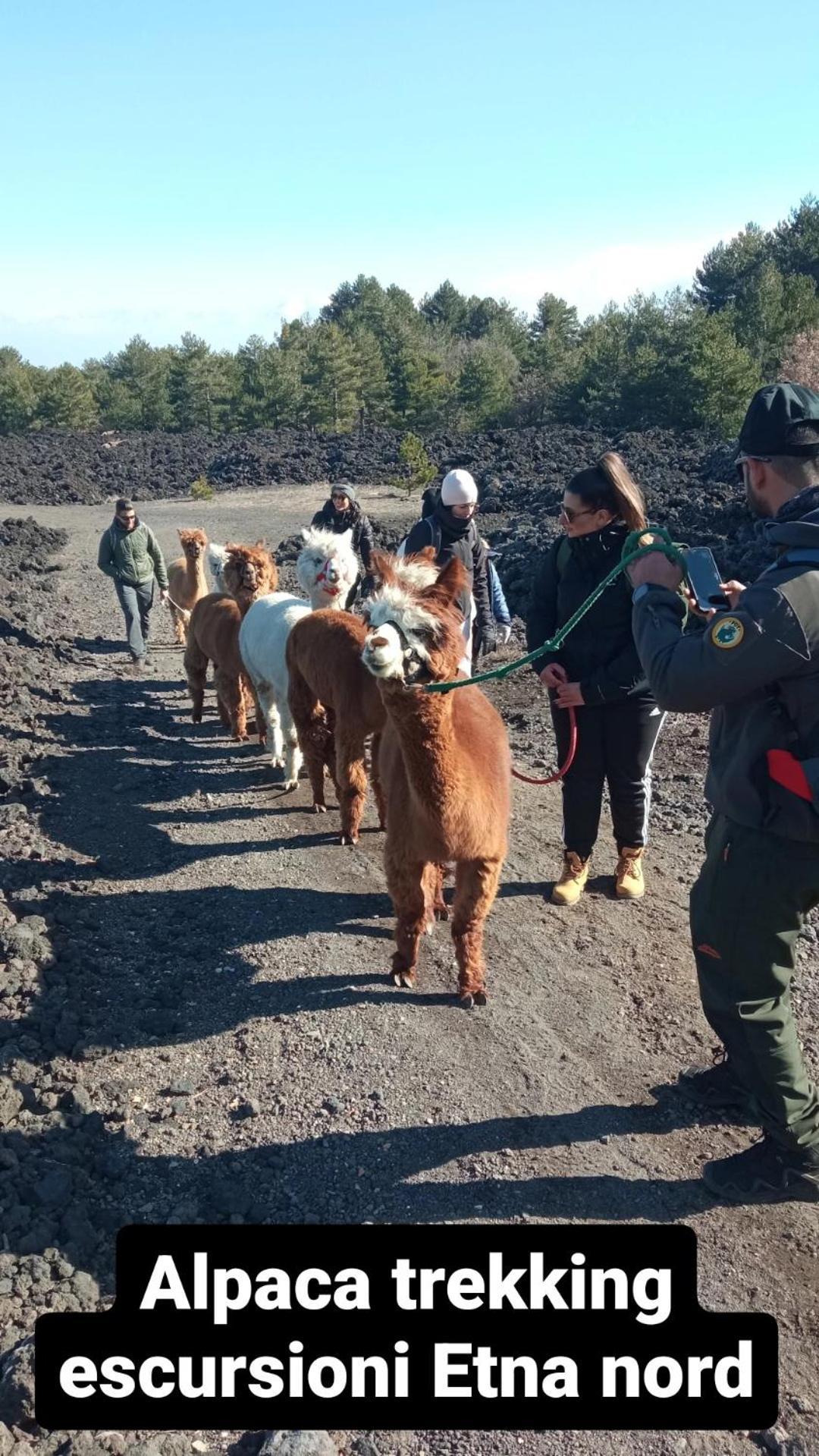 Alpaca Etna Rooms Da Mariagiovanna Linguaglossa Luaran gambar