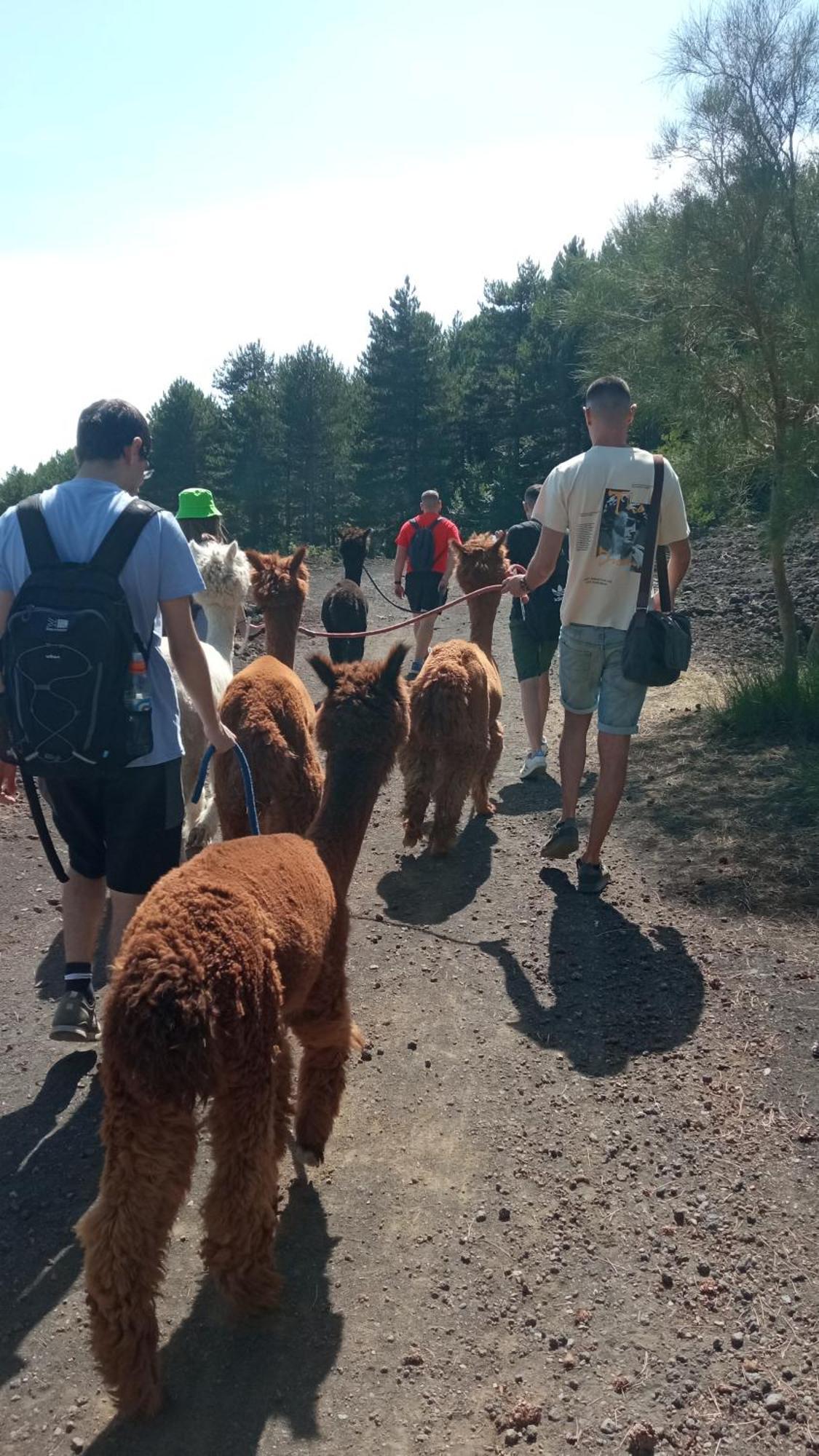 Alpaca Etna Rooms Da Mariagiovanna Linguaglossa Luaran gambar