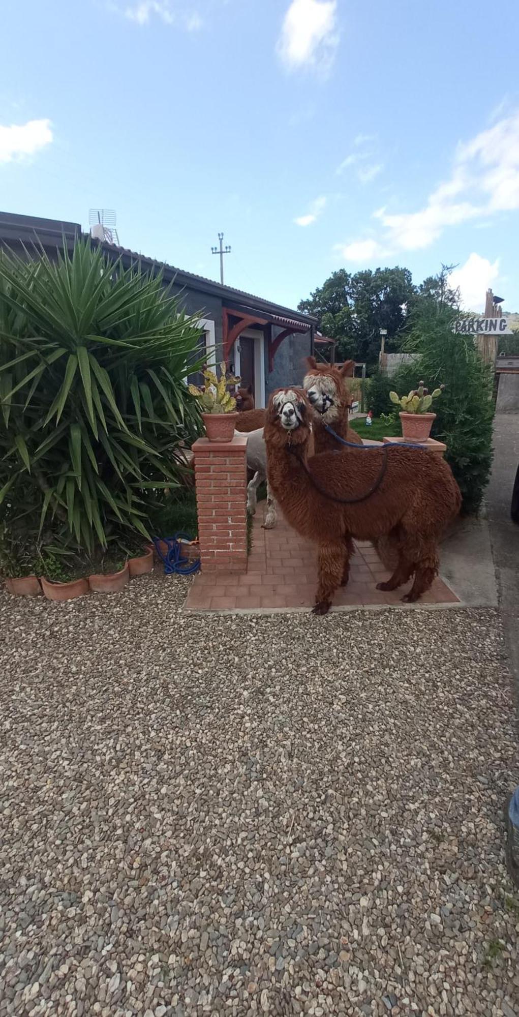 Alpaca Etna Rooms Da Mariagiovanna Linguaglossa Luaran gambar