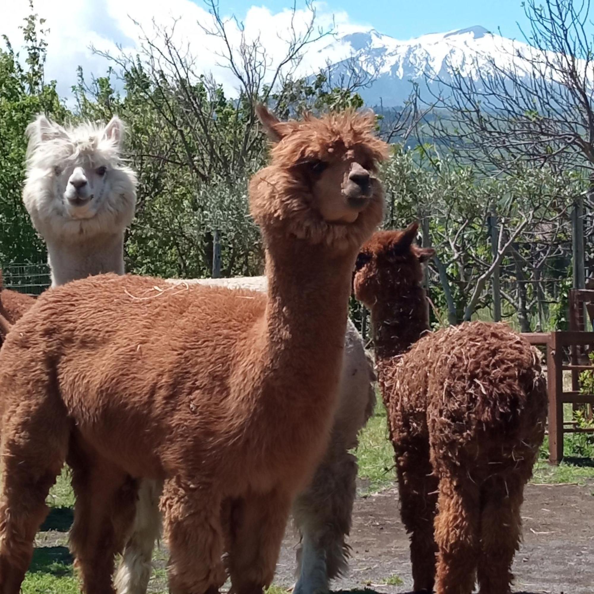Alpaca Etna Rooms Da Mariagiovanna Linguaglossa Luaran gambar